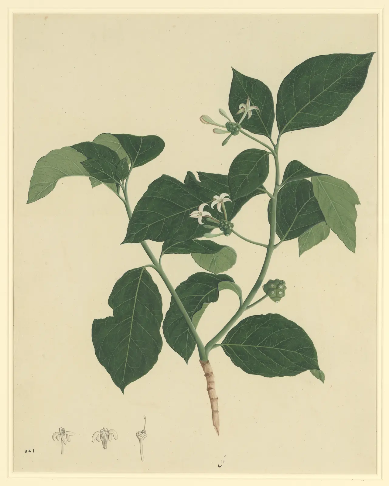 Botanical Study of Indian Mulberry