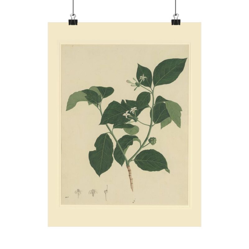 Botanical Study of Indian Mulberry — sample preview on Poster — 12×16"